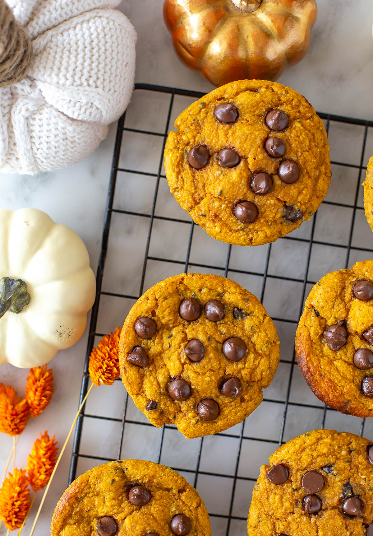 Overhead shot of pumpkin protein muffins with chocolate chips on a cooling rack with decorative pumpkins.