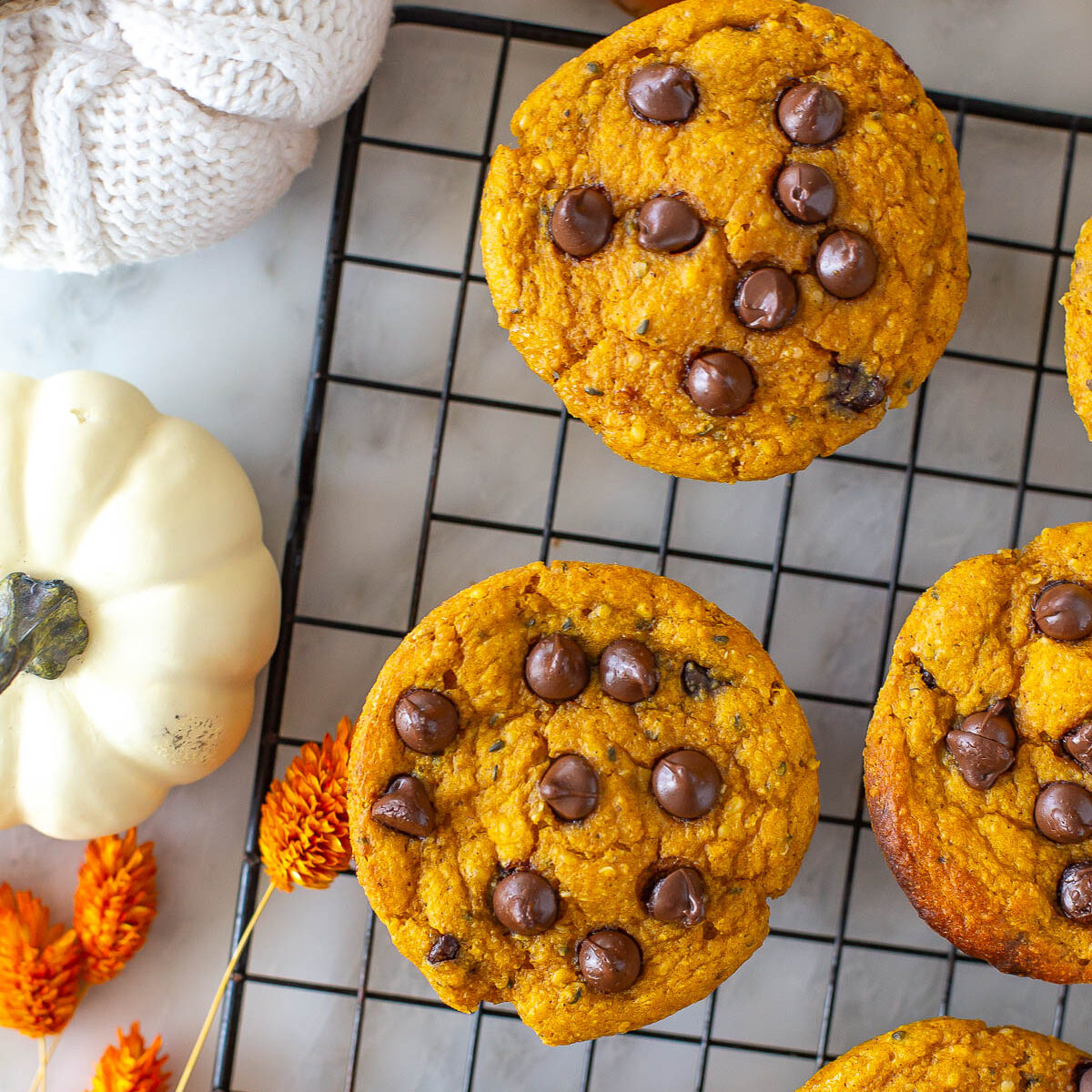 Overhead shot of pumpkin protein muffins with chocolate chips on a cooling rack with decorative pumpkins.